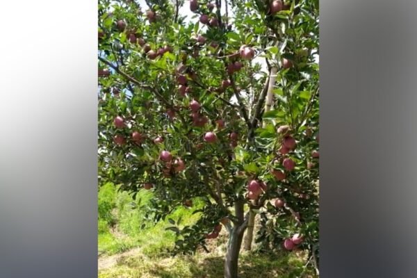 Himachal Apple