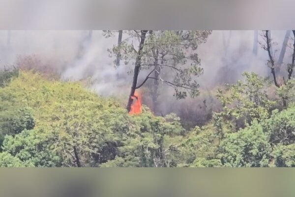 Forest fire